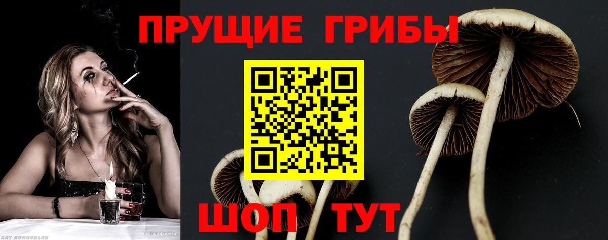 как найти закладки  Вход с VPN  Тутаев  Галлюциногенные грибы Psilocybe 